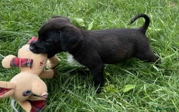 Mixed Breed dogs for sale: Gorgeous Jack x chihauhua pups ❤️ - Image 7
