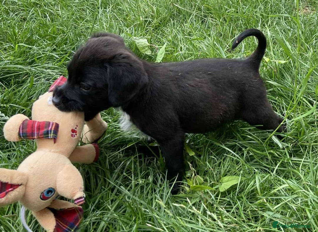 Mixed Breed dogs for sale: Gorgeous Jack x chihauhua pups ❤️ - Image 7