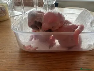 Macaws birds Blue and Gold Macaw Chick – 2 Weeks Old in Enfield - Advert 1