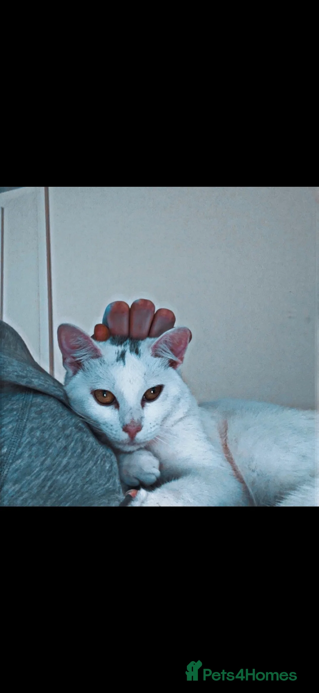 British Shorthair cats for sale: Hi my name is Bolt - Advert 2