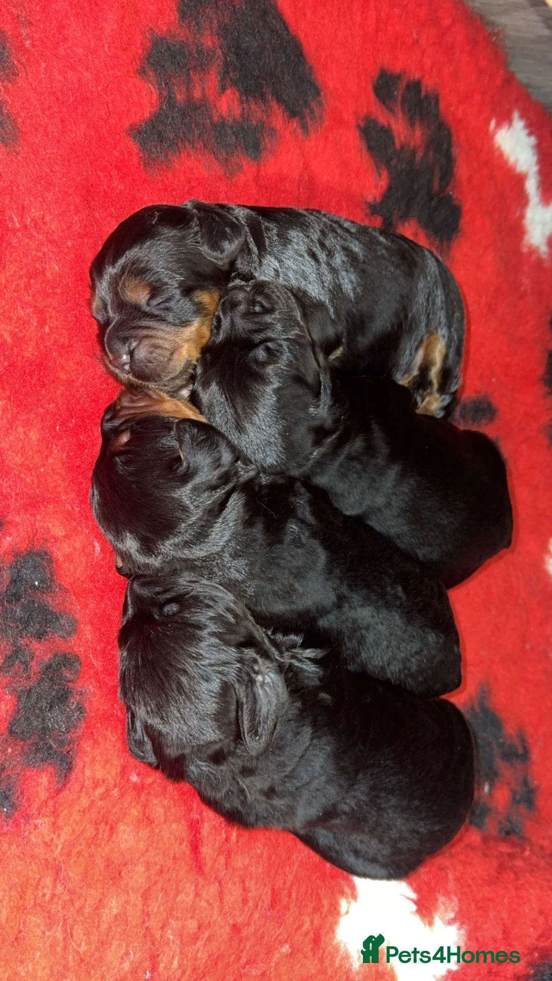 Cocker Spaniel dogs for stud: FULLY HEALTH TESTED STUD  - Advert 2