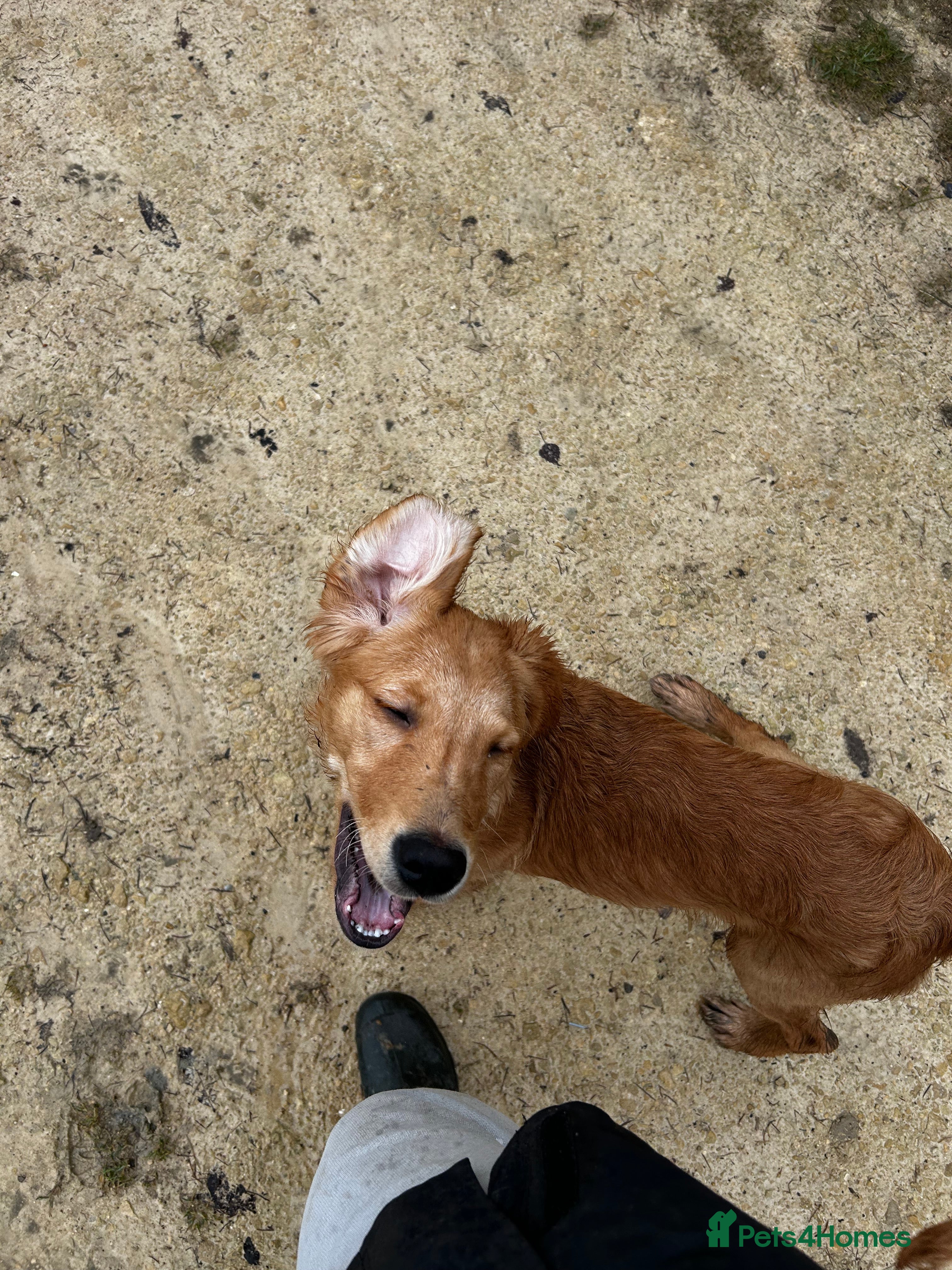 Golden Retriever dogs Trained Golden Retriever for sale  - Advert 12