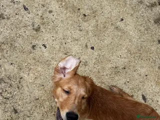 Golden Retriever dogs Trained Golden Retriever for sale - Advert 12