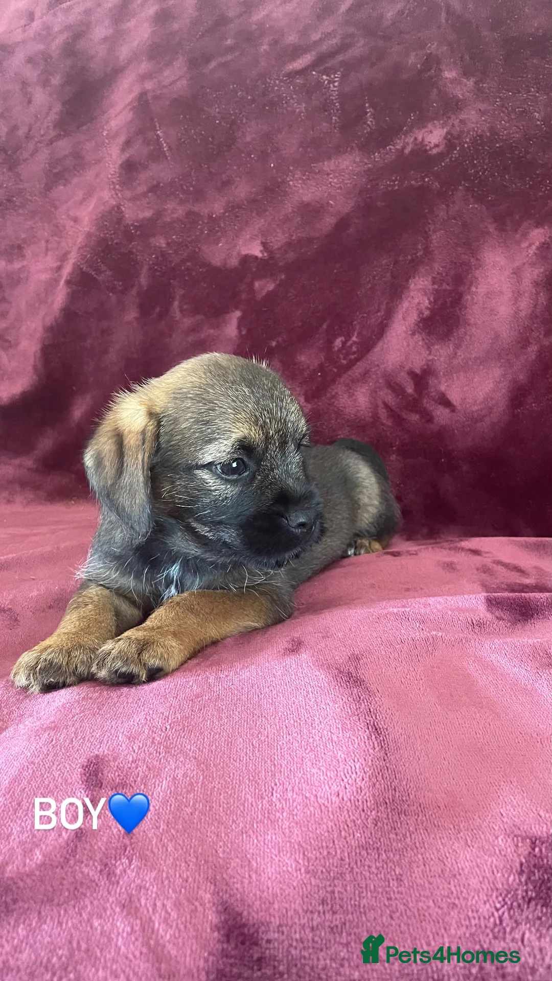 Border Terrier dogs for sale: Border terrier puppies - Advert 16