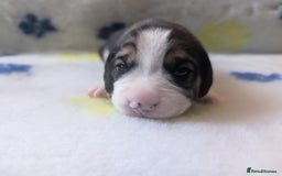 Beagle dogs for sale: Champion Show Line Beagle Puppies - Image 20