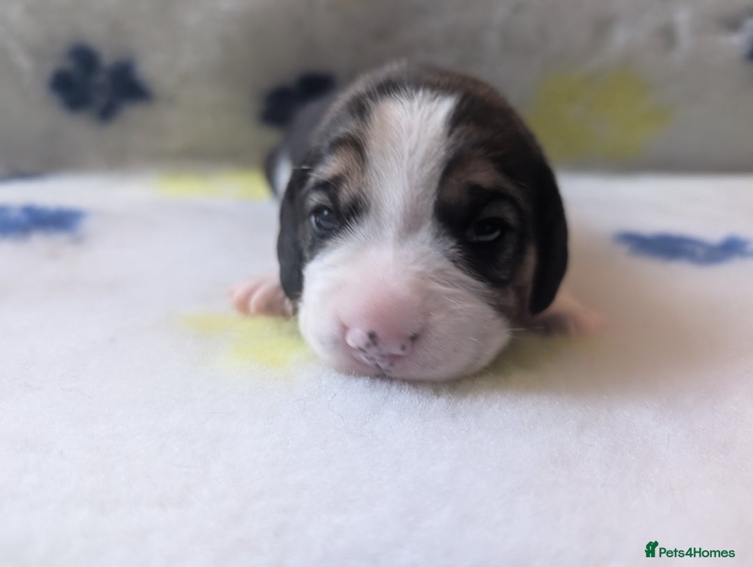 Beagle dogs for sale: Champion Show Line Beagle Puppies - Image 20
