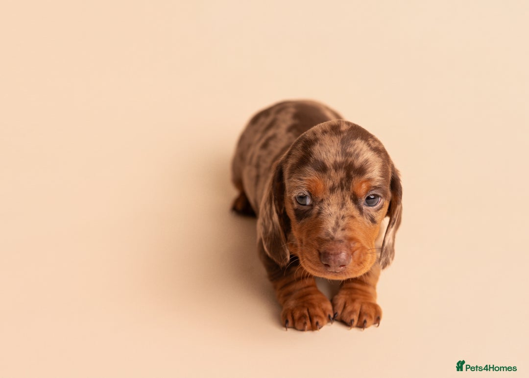 Miniature Dachshund dogs for sale: 🏆Champion KC Mini Dachshunds 0.4% COI 👌🏻 - Image 13