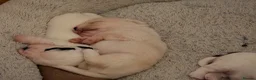 Mixed Breed dogs for sale: Adorable little bundles of joy!!  in Margate - Advert 24
