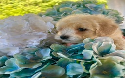 Maltipoo dogs for sale: Maltipoo puppies - Image 14