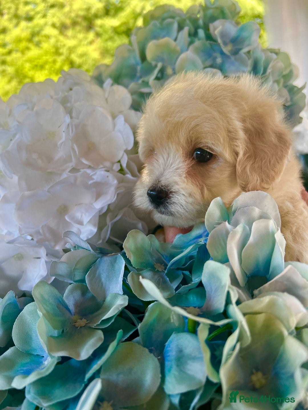 Maltipoo dogs for sale: Maltipoo puppies - Image 14