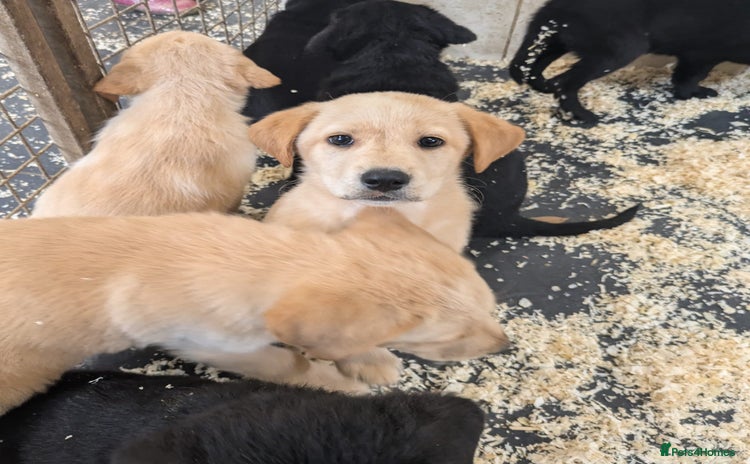 Mixed Breed dogs - Advert 11