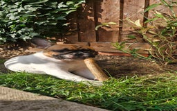 French Bulldog dogs for sale: French Bulldog - Image 14