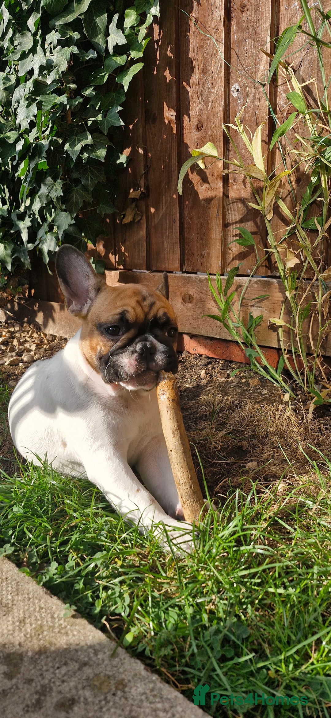 French Bulldog dogs for sale: French Bulldog - Image 14