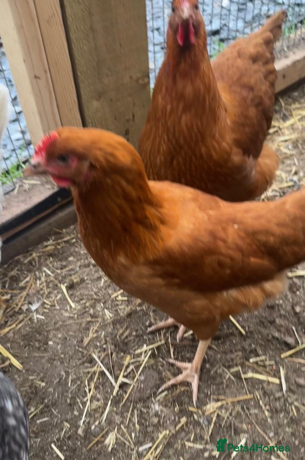 Chickens poultry chickens POL 22 weeks old  - Advert 2