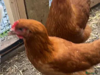 Chickens poultry chickens POL 22 weeks old - Advert 2