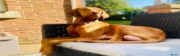 Hungarian Vizsla dogs for sale: The Golden Hearted Guardians Chapter🥈 - Advert 5