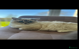 Ragdoll cats for sale: Our beautiful girl needs a new home!  - Image 5