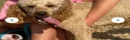 Cockapoo dogs for sale: F1 cockapoo girl puppies  - Advert 6