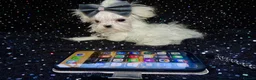 Maltese dogs for sale: ****Exquisite KC Registered Maltese Boy Puppy****  - Advert 5