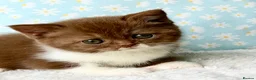 British Shorthair cats for sale: Beautiful pedigree kittens TICA registered  - Advert 11