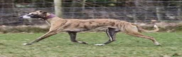 Whippet dogs for sale: Celticmoon KC Whippet Puppies - Advert 4