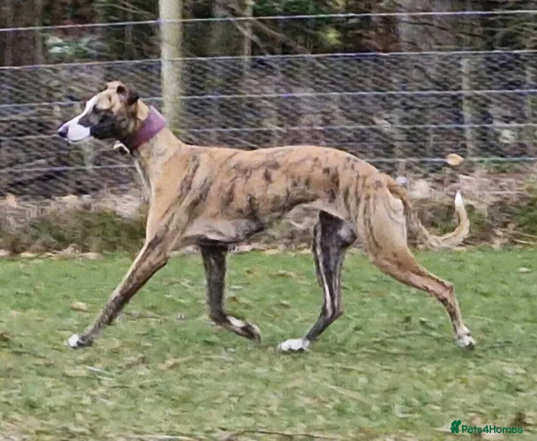 Whippet dogs for sale: Celticmoon KC Whippet Puppies - Advert 4