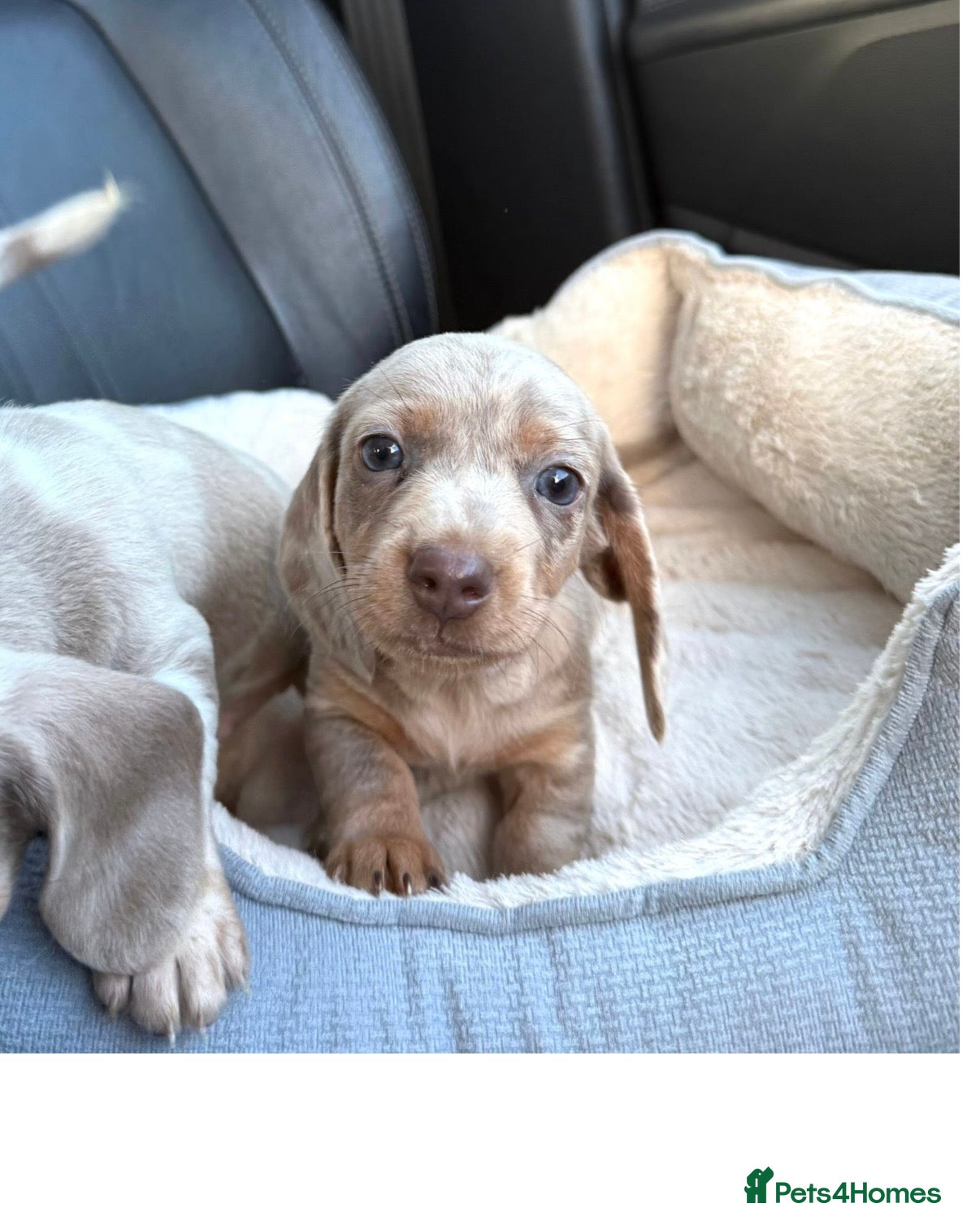 Miniature Dachshund dogs Miniature dachshund long&short isabella dapple - Advert 1