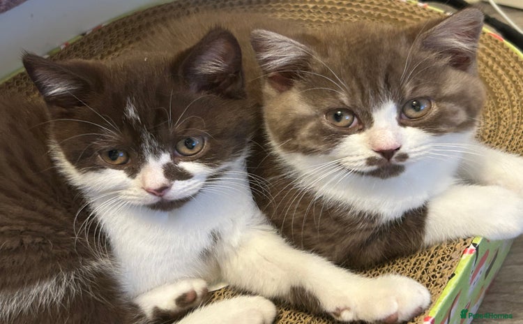 British Shorthair cats - Advert 3