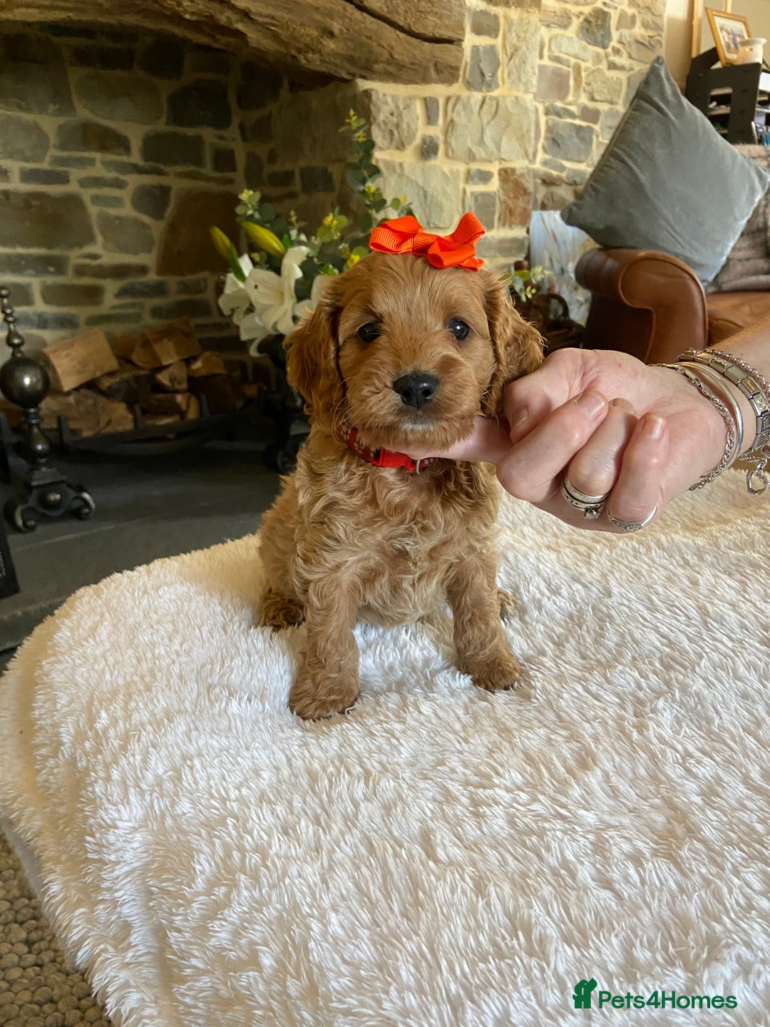 Cockapoo dogs for sale: READY TO GO :Gorgeous litter of  F1 Cockapoo’s - Image 2