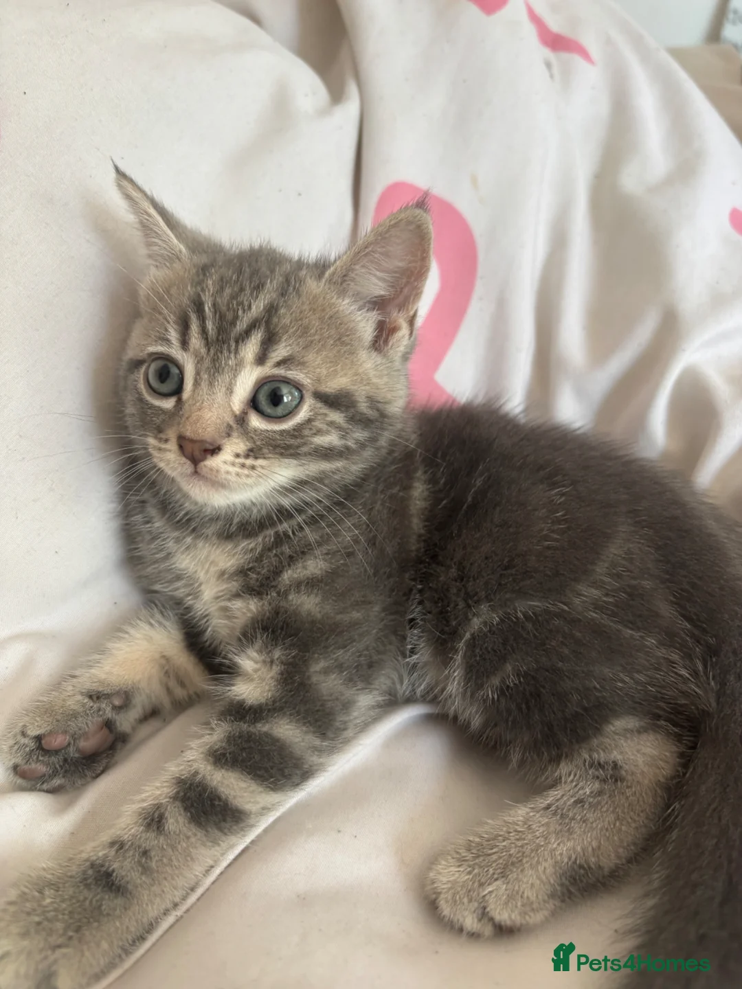 Mixed Breed cats for sale: 6 Beautiful Babies looking for forever homes - Advert 7