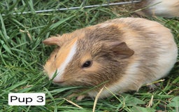 Guinea Pig rodents for sale: Female Silkie x American Guniea pups  - Image 3