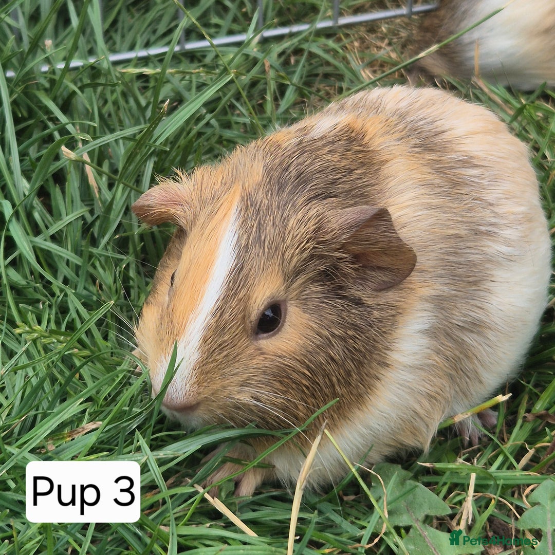 Guinea Pig rodents for sale: Female Silkie x American Guniea pups  - Image 3