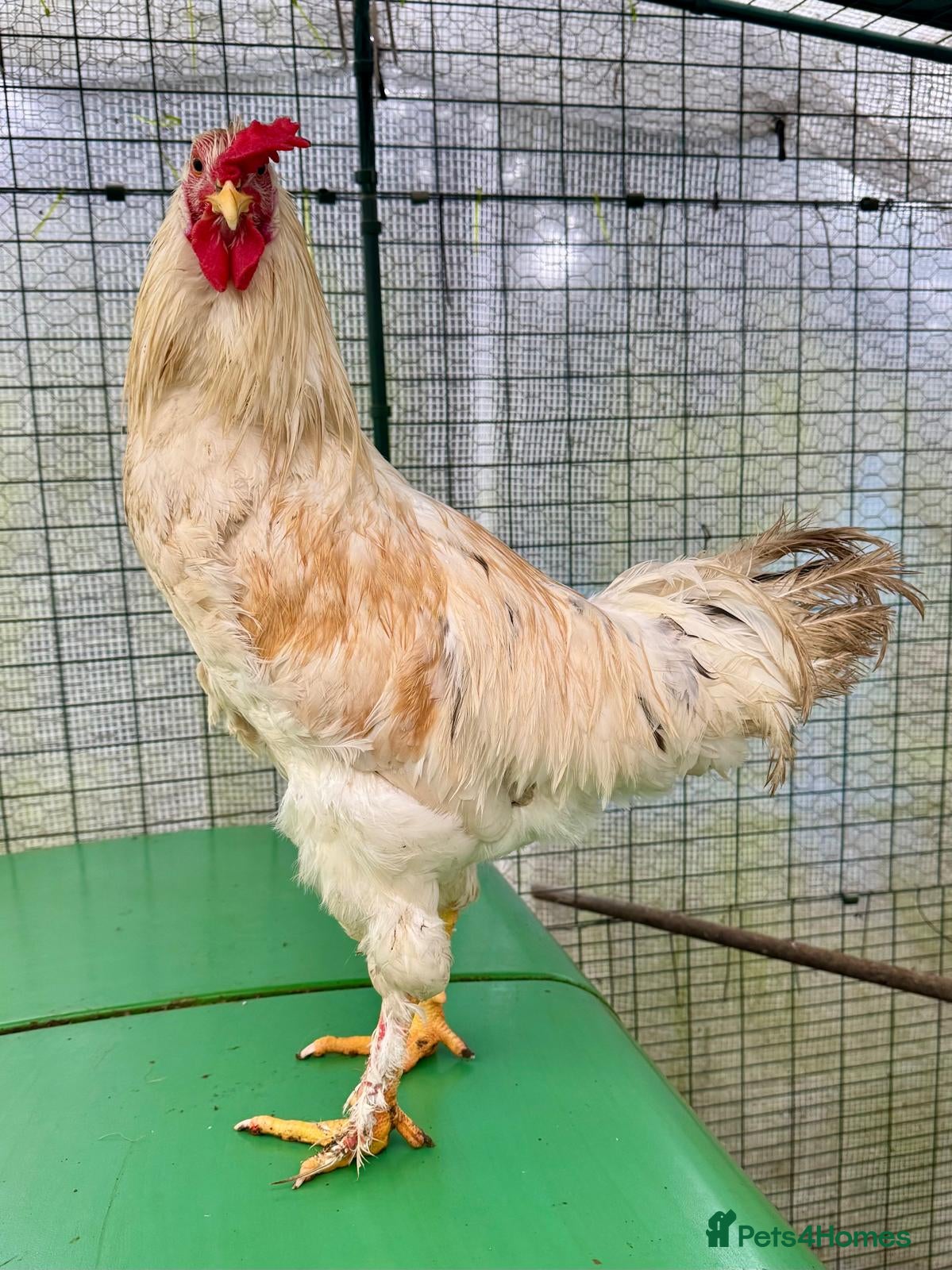 Chickens poultry Cockerel  - Advert 2