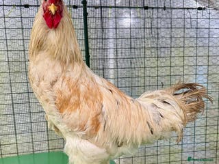 Chickens poultry Cockerel - Advert 2