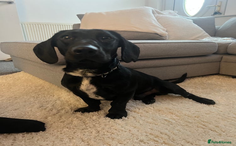 Mixed Breed dogs - Advert 16