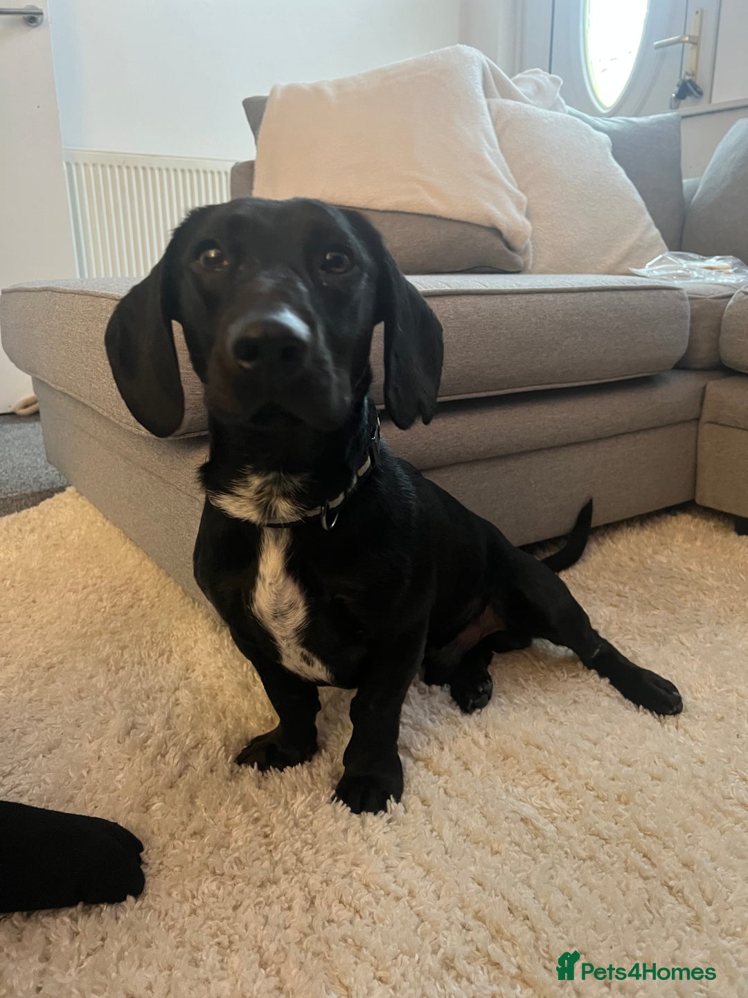 Mixed Breed dogs for sale: Dachshund Crossbreed  - Image 1
