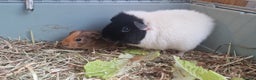 Guinea Pig rodents for sale: Teddy Guinea Pigs - Advert 6