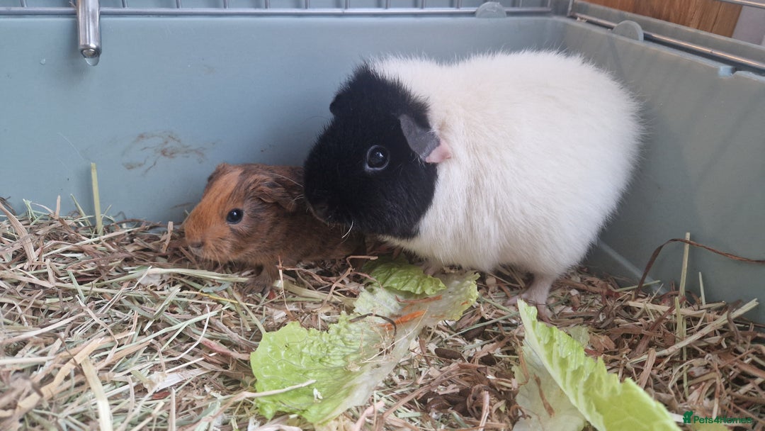 Guinea Pig rodents for sale: Teddy Guinea Pigs - Advert 6