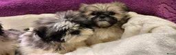 Shih Tzu dogs for sale: Shih Tzu puppy's - Advert 9