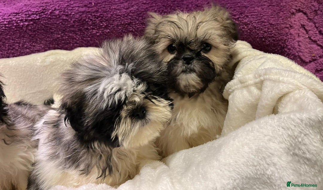 Shih Tzu dogs for sale: Shih Tzu puppy's - Advert 9