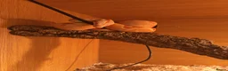 Boa Snake reptiles for sale: Boa  constrictor - Advert 2