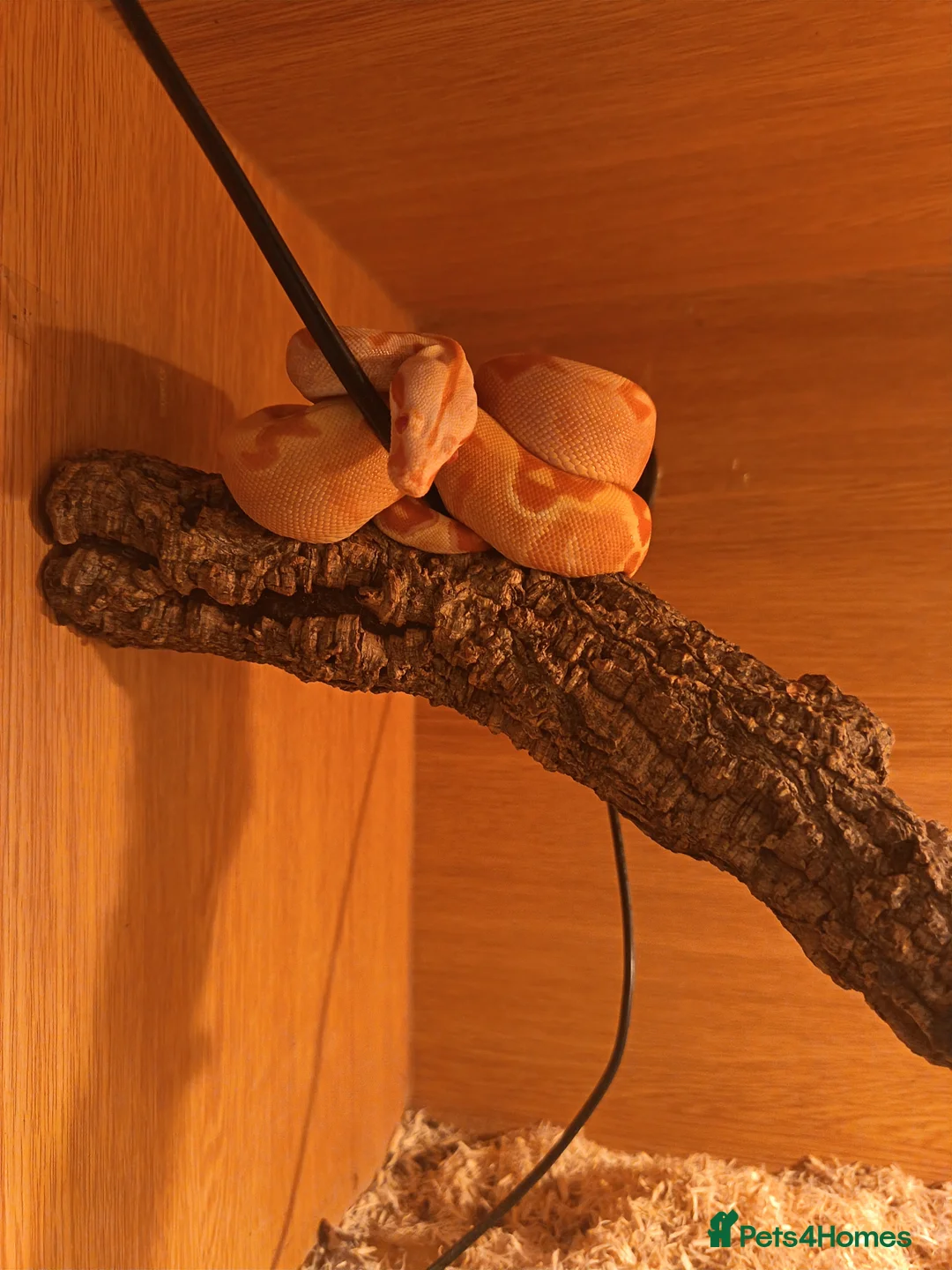 Boa Snake reptiles for sale: Boa  constrictor - Advert 2