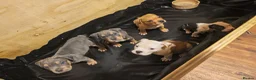 Mixed Breed dogs for sale: American bull cross old tyme  in Skegness - Advert 5