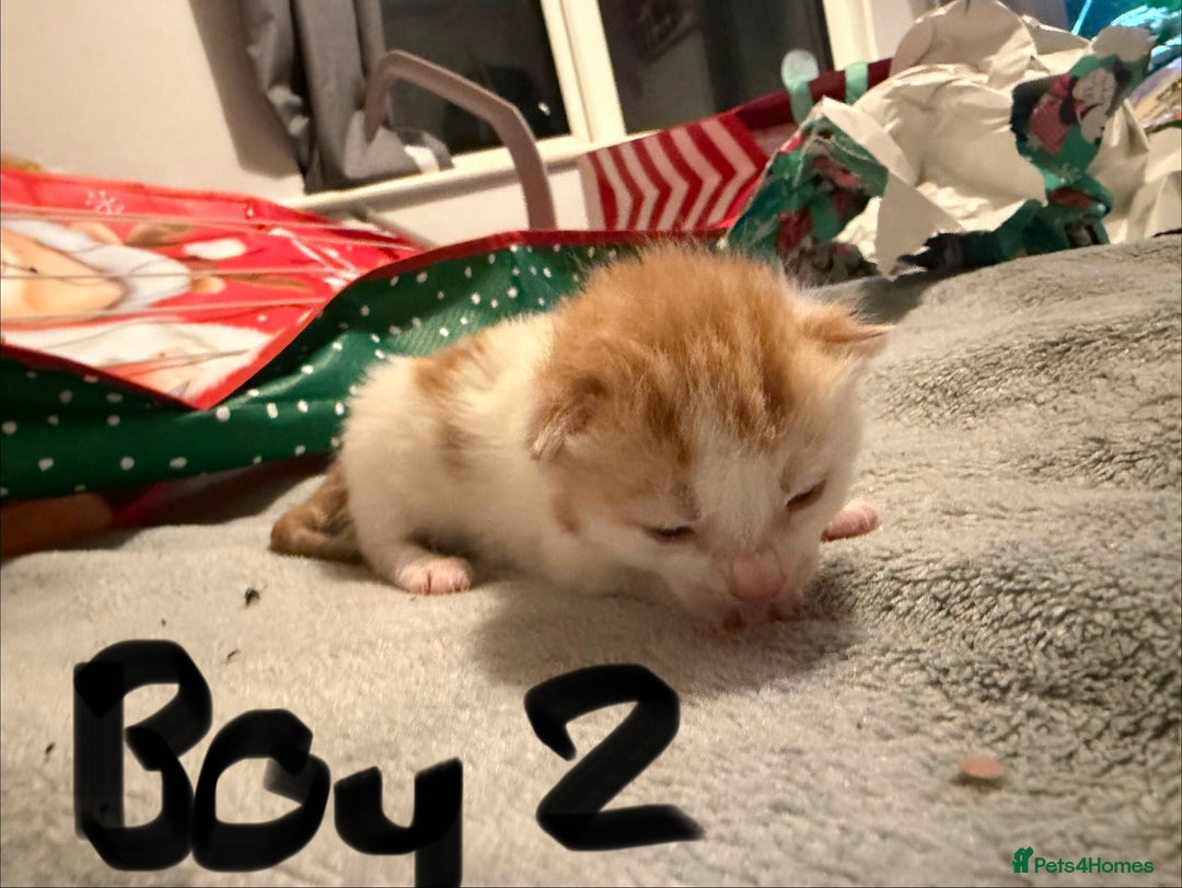 Mixed Breed cats for sale: Ginger & white kittens for loving new homes!  - Advert 3