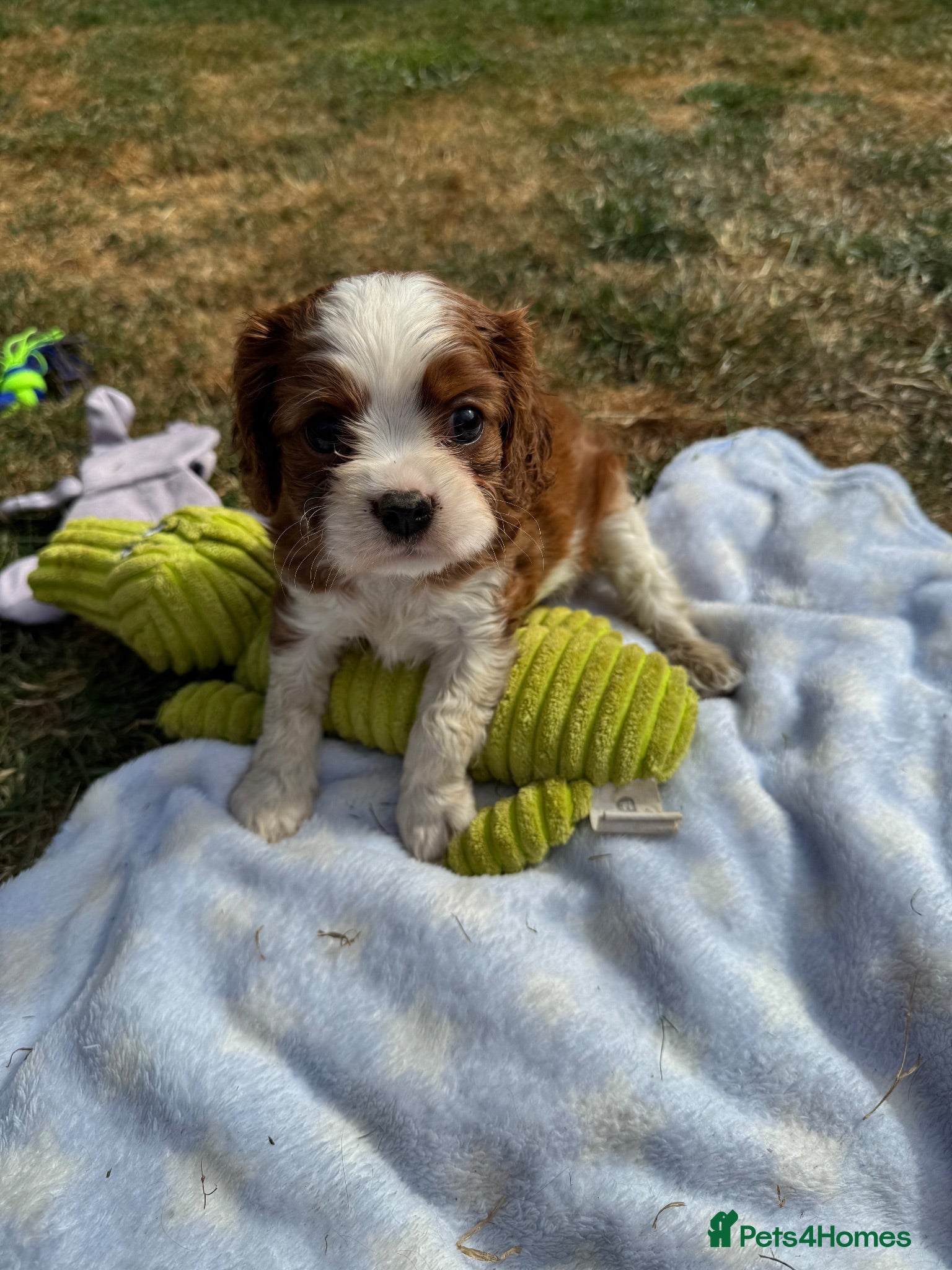 Cavalier King Charles Spaniel dogs KC Cavalier King Charles DNA 5* licensed home bred - Advert 2