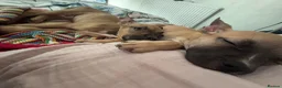 Mixed Breed dogs for sale: 2 beautiful pups for sale  in London - Advert 4