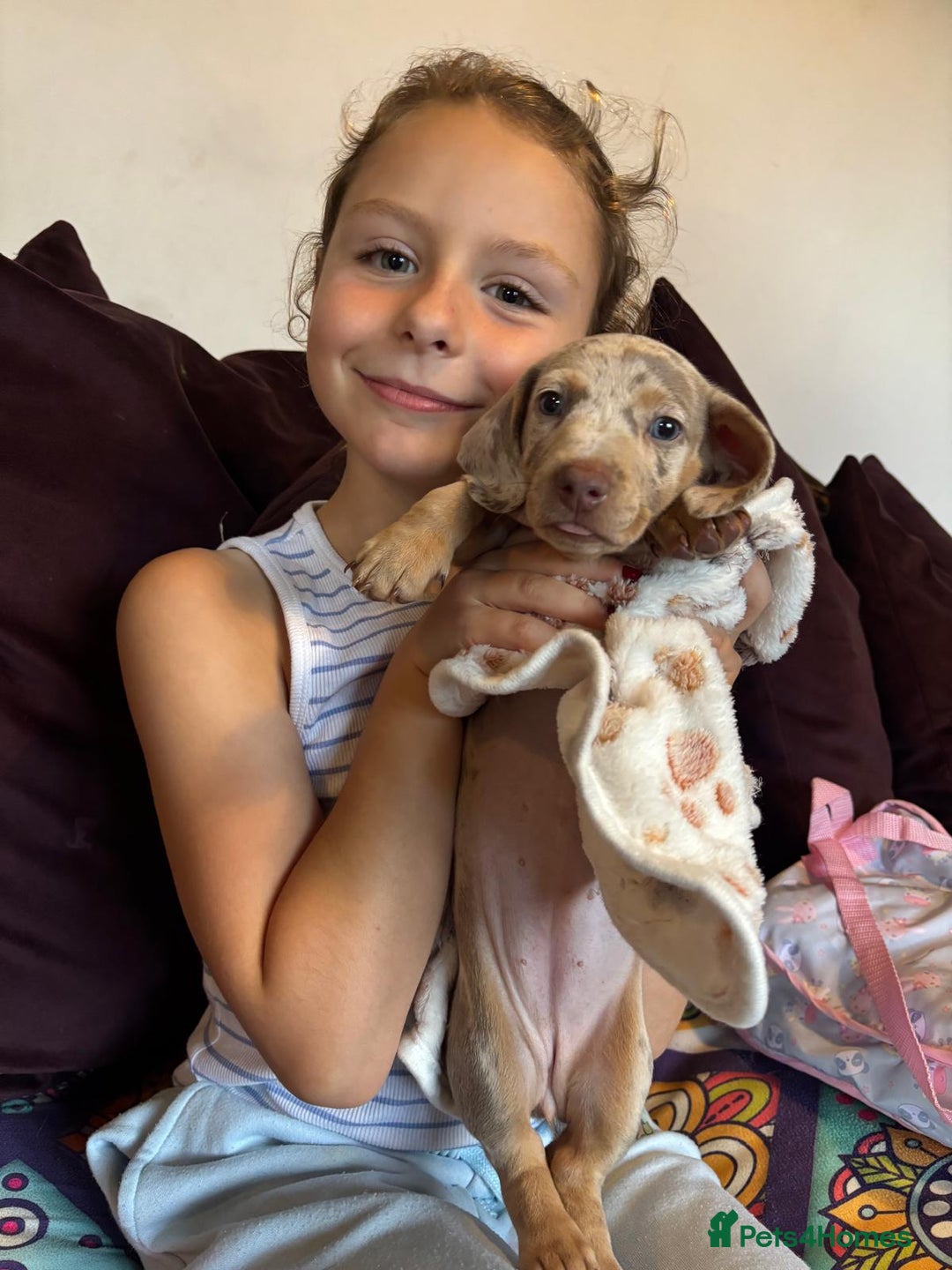 Dachshund dogs for sale: Ready now, last 3 Dachshund Puppies - Image 27