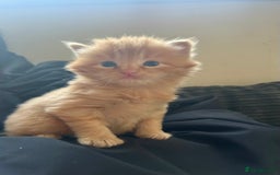 Ragdoll cats for sale: Tabby Ragdoll Kittens ❤️‍🔥 - Advert 6