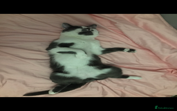 Domestic Shorthair cats for sale: Domestic shorthair cat aged 1 year 3 months - Image 8