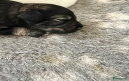 Miniature Schnauzer dogs for sale: 5*KC MINIATURE SCHNAUZER PUPPIES  - Image 2